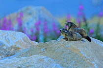 Alpine marmot (Marmota marmota) two on a rock, Andorra, July.