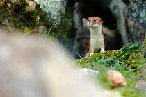 Weasel (Mustela nivalis) portrait, Sierra de Andujar Natural Park, Spain. January.