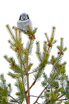 Hawk Owl (Surnia ulula) perched in a pine, Finland, March.