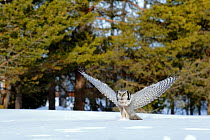 Hawk Owl (Surnia ulula) diving prey below the snow, Finland, March.