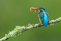 Kingfisher (Alcedo athis) with small crayfish prey, Sierra de Grazalema Natural Park, southern Spain, April.