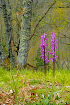 Early-purple orchid (Orchis mascula) Puerto del Cornio, Asturias, Spain, May.