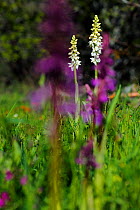 Albino Early-purple orchid (Orchis mascula). Puerto del Cornio, Asturias, Spain, May.
