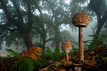 Parasol mushroom (Macrolepiota procera) Los Alcornocales Natural Park, Cortes de la Frontera, southern Spain, October.