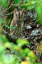 Scops owl (Otus scops) roosting in the day, Sierra de Grazalema Natural Park, Southern Spain, June.