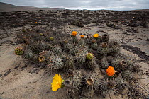 Cactus, unknown species, blooming by day in San Fernando Reserve. Nazca Desert, Peru