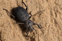 Desert beetle, unknown species, in the Nazca desert, San Fernando Reserve, Peru
