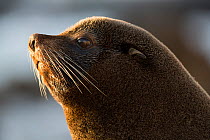 South American fur seal (Arctocephalus australis) male head profile, Punta San Juan, Peru