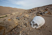Human skull exposed where a  pre-Inca burial site has been pillaged,  Poroma Valley, Peru 2013