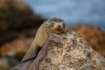 South American fur seal (Arctocephalus australis) sleeping resting on rok, Punta San Juan, Peru