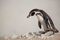 Humboldt penguin (Spheniscus humboldti) walking along beach, Punta San Juan, Peru