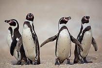 Humboldt penguin (Spheniscus humboldti) small flock on beach, Punta San Juan, Peru