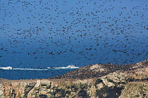 Guanay cormorant (Phalacrocorax bougainvillii) breeding colony of around 500,000 birds at Punta San Juan, guano peninsula, Peru, November 2013