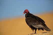 Turkey vulture (Cathartes aura) Nazca coastal desert, Paracas National Reserve, Peru