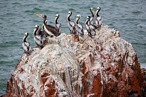 Peruvian pelican (Pelecanus thagus) small flock sitting on rocky island off Nazca coastal desert, Paracas National Reserve, Peru