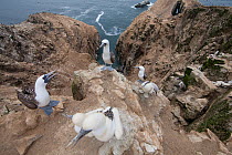 Peruvian booby (Sula variegata) on nest with chick on cliff edge, guano island of Pescadores, Peru