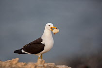 Band-tailed gull (Larus belcheri) with Cormorant egg in beak, guano island of Pescadores, Peru
