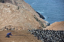 Guanay cormorant (Phalacrocorax bougainvillii) biologist catching birds for fitting with GPS tracking device,  guano island of Pescadores, Peru