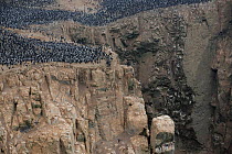 Guanay cormorant (Phalacrocorax bougainvillii) mass breeding colony on cliffs of guano island Pescadores, Peru