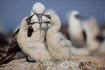 Peruvian booby (Sula variegata) chicks fighting at nest, guano island of Pescadores, Peru