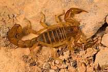 Scorpion, unknown species amongst feathers, a  specialist feeder  on soft ticks, guano island of Pescadores, Peru