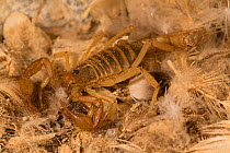 Scorpion, unknown species amongst feathers, a  specialist feeder  on soft ticks, guano island of Pescadores, Peru