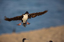 Guanay cormoran (Phalacrocorax bougainvillii) coming into land on guano island of Pescadores, Peru
