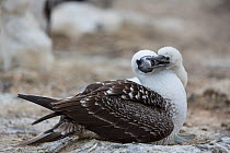 Peruvian booby (Sula variegata) with chick begging to be fed, guano island of Pescadores, Peru