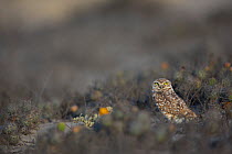 Burrowing owl (Athene cunicularia) San Fernando Reserve, Nazca desert, Peru