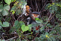 Red-shanked Douc langur (Pygathrix nemaeus) adult female feeding on leaves, Vietnam
