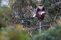 Red-shanked Douc langur (Pygathrix nemaeus) adult female sitting in canopy, Vietnam