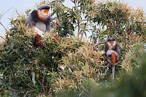Red-shanked Douc langur (Pygathrix nemaeus) adult male and juvenile feeding in canopy, Vietnam