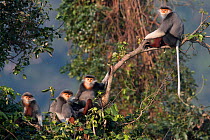 Red-shanked Douc langur (Pygathrix nemaeus) adult male, females and young sitting on branch in canopy, Vietnam