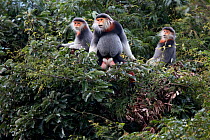 Red-shanked Douc langur (Pygathrix nemaeus) adult male with two females in canopy, Vietnam