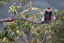 Red-shanked Douc langur (Pygathrix nemaeus) adult sitting on branch in canopy, Vietnam