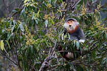 Red-shanked Douc langur (Pygathrix nemaeus) adult male feeding on flowers in canopy, Vietnam