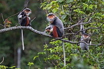 Red-shanked Douc langur (Pygathrix nemaeus) adult females and juvenile on tree branch, Vietnam