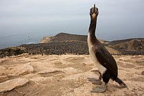 Guanay cormorant (Phalacrocorax bougainvillii) just above breeding colony on guano island, Isla Pescadores, Peru