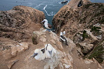Peruvian booby (Sula variegata) adult on nest with chicks on cliff edge, guano Island, Pescadores, Peru