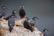 Inca tern (Larosterna inca) small flock on rocks, guano island Pescadores, Peru