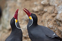 Inca tern (Larosterna inca) male and female in courtship display, guano island, Pescadores, Peru