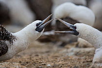 Peruvian bobby (Sula variegata) fight between two adults on their nests, guano Island, Pescadores, Peru