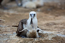 Peruvian bobby (Sula variegata) adult on nest with chick, begging for food, guano Island, Pescadores, Peru