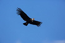 Andean condor (Vultur gryphus) in flight overhead, San Fernando reserve, Nazca Desert, Peru