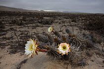 Cactus, unknown species, blooming by night in San Fernando reserve, Nazca Desert, Peru.