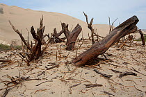 Huarango (Prosopis limensis) chopped down for charcoal, this long living species is under threat, San Fernando reserve, Nazca desert, Peru 2013