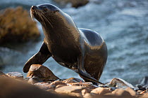 South American fur seal (Arctocephalus australis) coming up to beach from sea, Punta San Juan, Peru