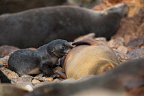 South American fur seal (Arctocephalus australis) female suckling young pup on beach, Punta San Juan, Peru