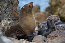 South American fur seal (Arctocephalus australis) female with young pup on beach, Punta San Juan, Peru