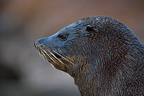 South American fur seal (Arctocephalus australis) head profile, Punta San Juan, Peru